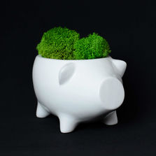 Экочеловеки Набор для выращивания eco «Хрюшка»