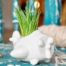 Экочеловеки Набор для выращивания eco Самолет