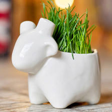 Экочеловеки Набор для выращивания eco Овечка