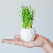 Экочеловеки Набор для выращивания eco мини-кашпо "Камушек"