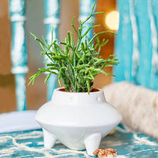 Экочеловеки Набор для выращивания eco НЛО